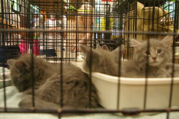 Kittens at a rescue adoption event